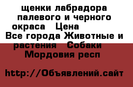 щенки лабрадора палевого и черного окраса › Цена ­ 30 000 - Все города Животные и растения » Собаки   . Мордовия респ.